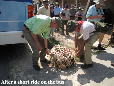 Vietnam Battlefield Tours, visit to Bru Montagnard Village with a basket of five young pigs purchased at a local market Vietnam Battlefield Tours, visit to Bru Montagnard Village with a basket of five young pigs purchased at a local market