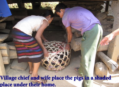 Vietnam Battlefield Tours, visit to Bru Montagnard Village with a basket of five young pigs purchased at a local market Vietnam Battlefield Tours, visit to Bru Montagnard Village with a basket of five young pigs purchased at a local market